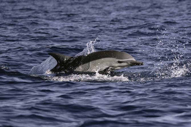 cabo common dolphin safari