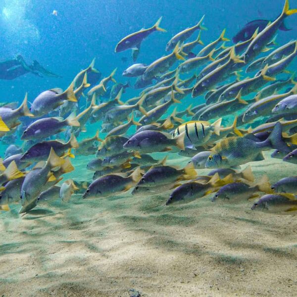 What to Expect When Learning to Scuba Dive in Cabo San Lucas