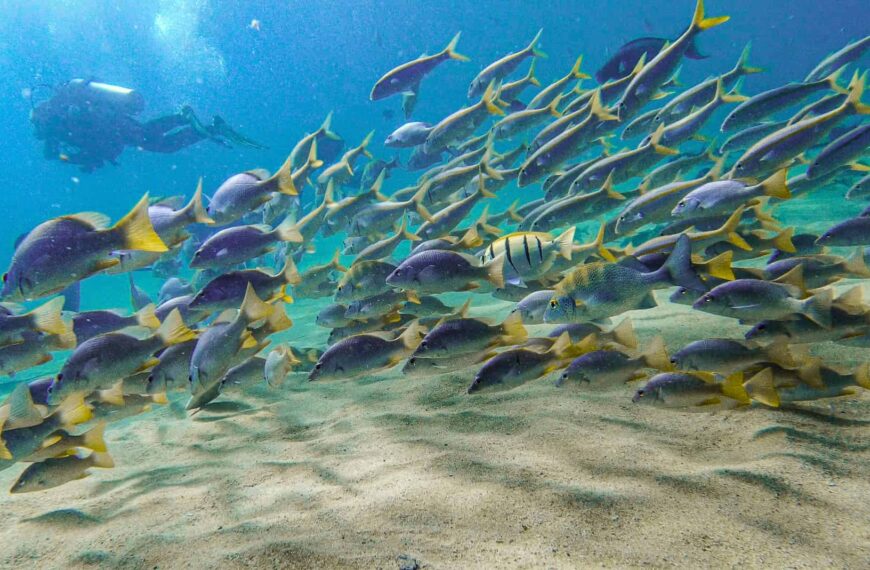 What to Expect When Learning to Scuba Dive in Cabo San Lucas