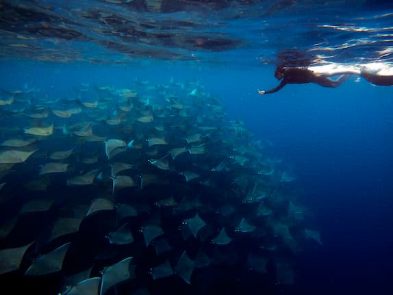 cownose ray safari magbay