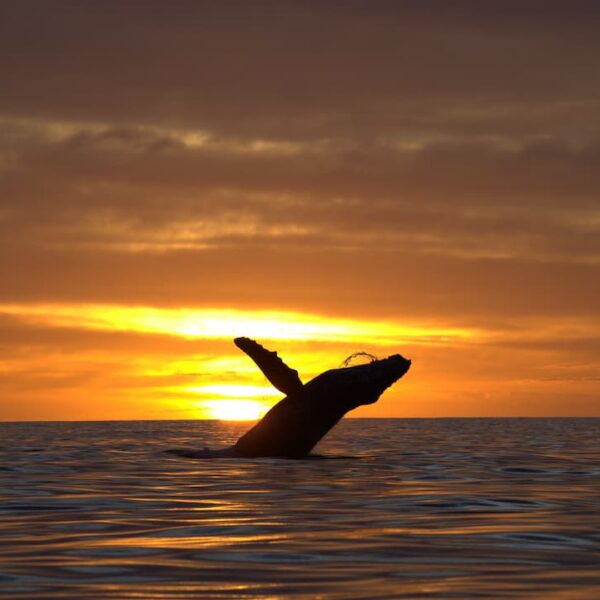 How to do responsible whale whatching in Cabo San Lucas