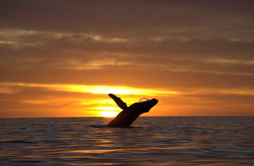 How to do responsible whale whatching in Cabo San Lucas