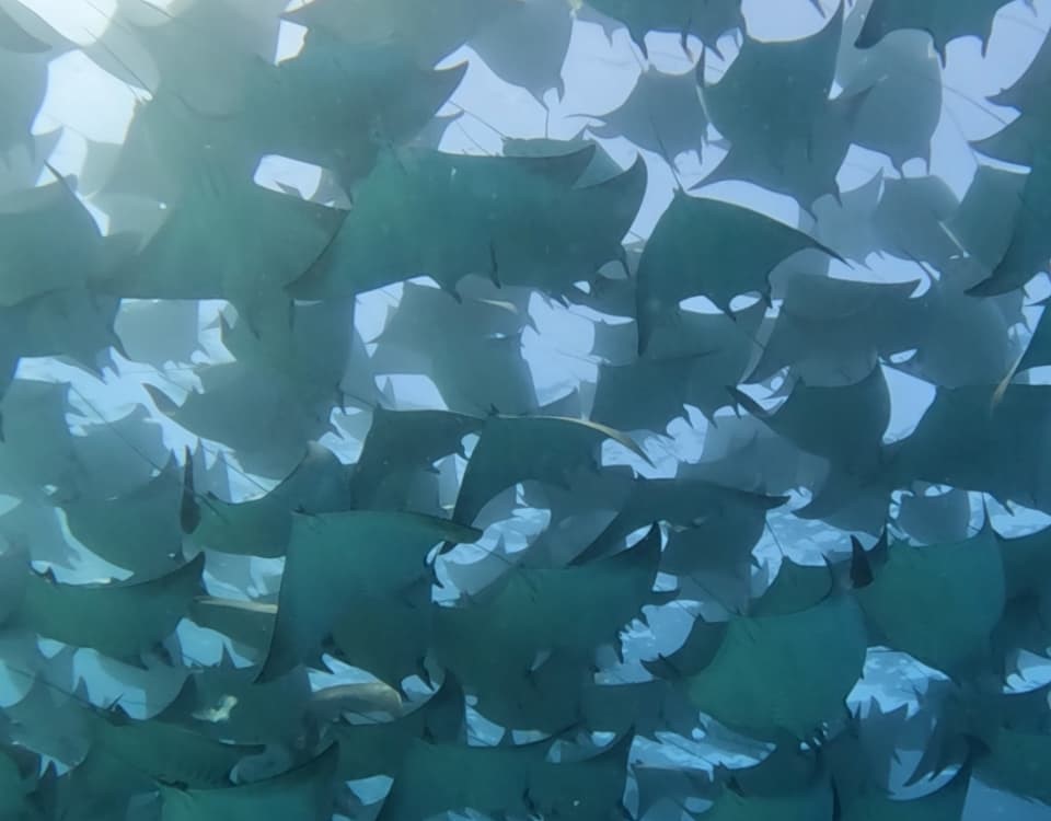 mobula ray in La Ventada