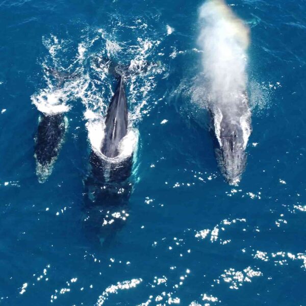 Exploring Cetaceans – Whales in Baja California Sur: Where, When, and How to See Them in the Wild