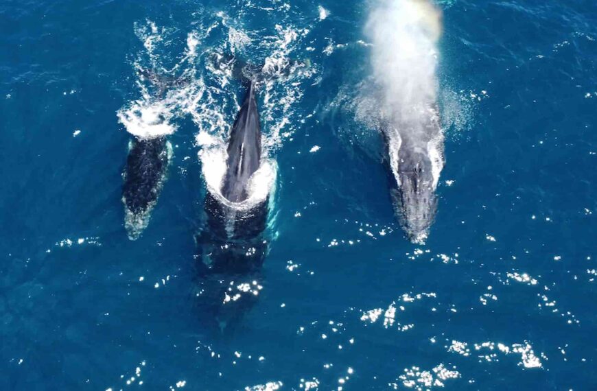 Exploring Cetaceans – Whales in Baja California Sur: Where, When, and How to See Them in the Wild