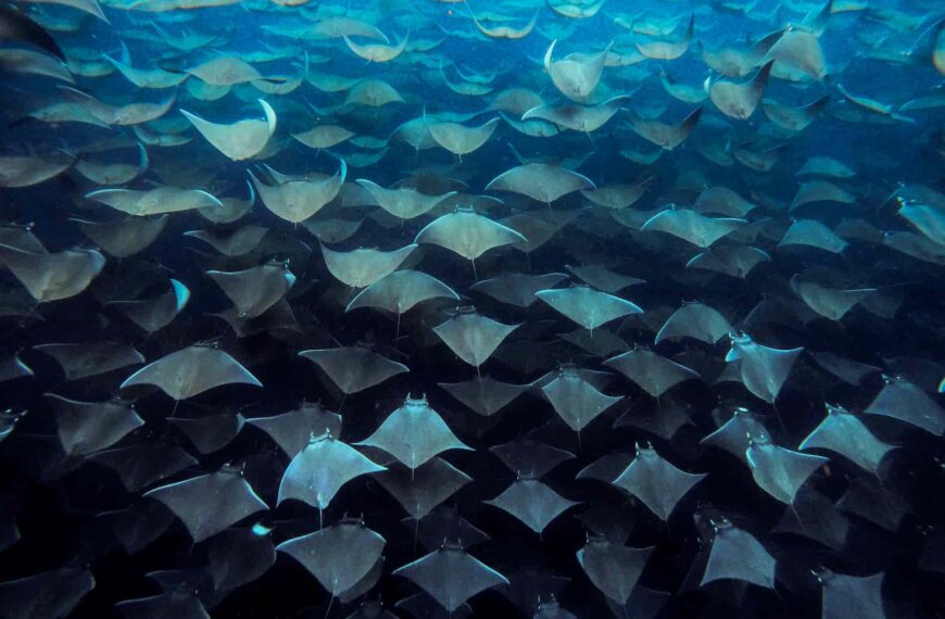 Experience the Magic of Mobula Rays on an Ocean Safari in Cabo San Lucas & La Ventana