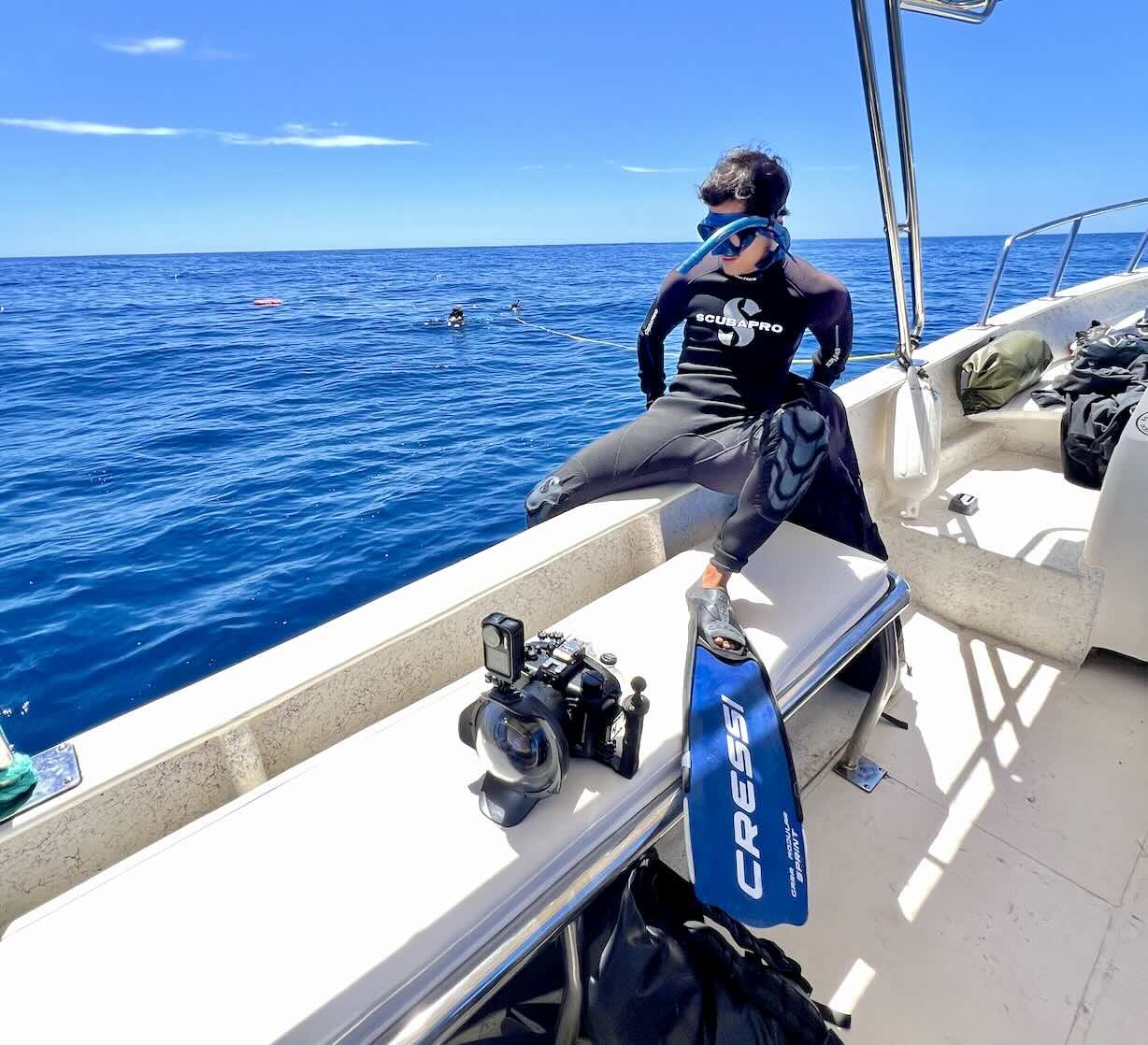 Cabo Sharks Snorkeling