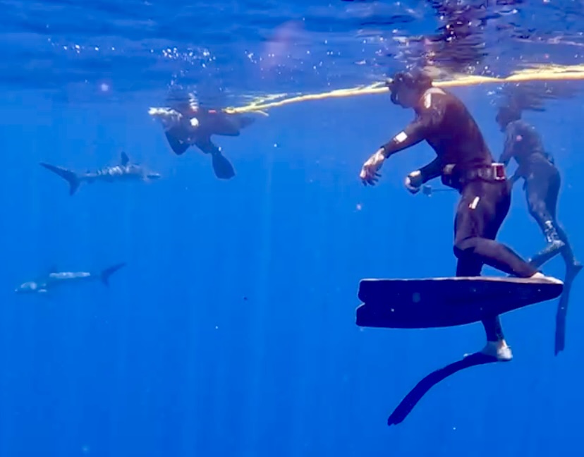 Cabo Shark Dive