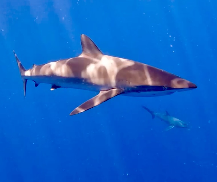 Cabosharksnorkeling