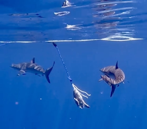 snorkel with sharks in Cabo