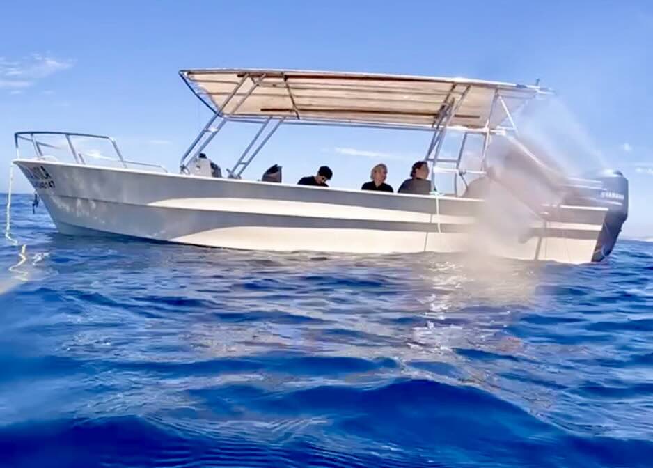 cabosharkdive