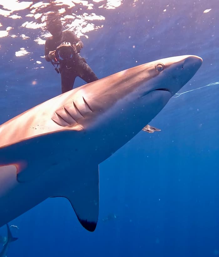 swim with sharks in Cabo