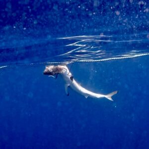 Cabo Shark Dive