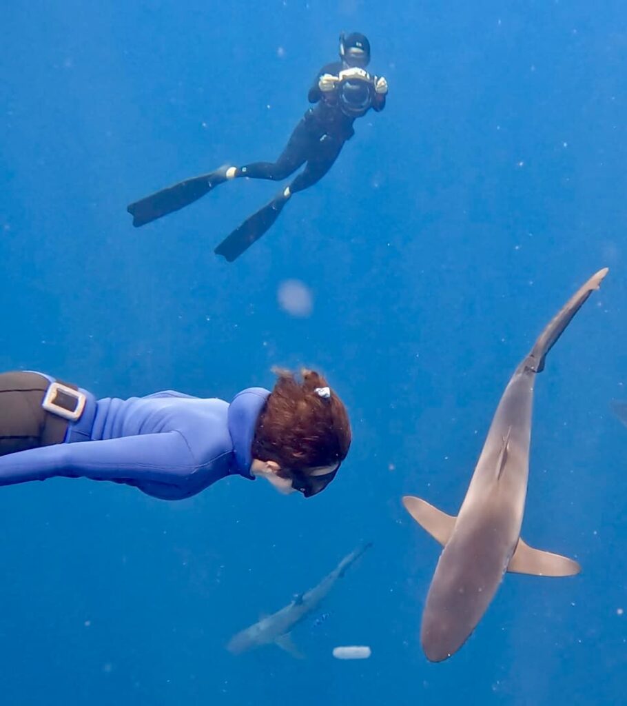 snorkel with sharks Cabo