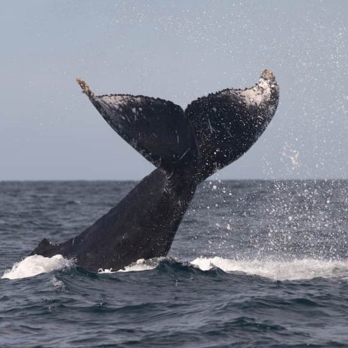 cabo whale watching