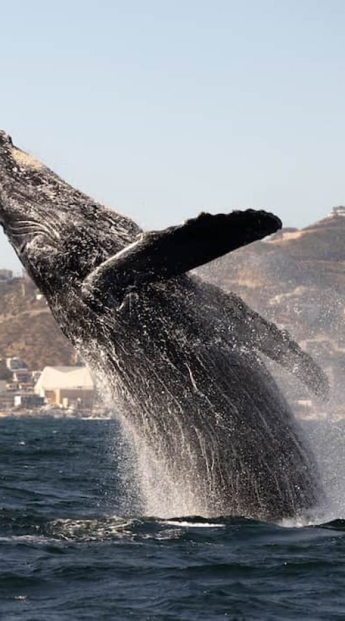 humpback whale tour